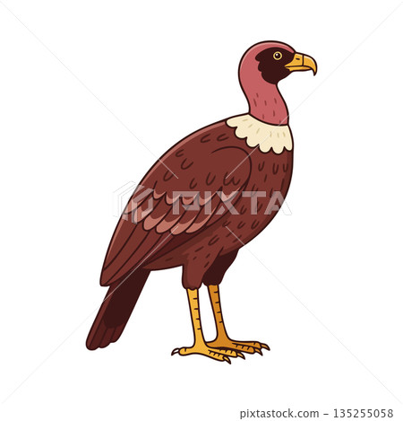 Vulture bird illustration with brown feathers and yellow beak natural wildlife image Vulture bird illustration with brown feathers and yellow beak natural wildlife image 135255058
