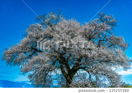 山梨郡汪塚櫻花夜景 135255360