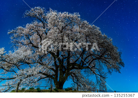 Night view of the cherry blossoms at Wanizuka in Yamanashi 135255367