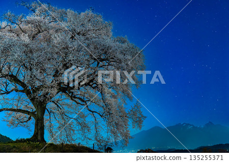 山梨郡汪塚櫻花夜景 山梨郡汪塚櫻花夜景 135255371