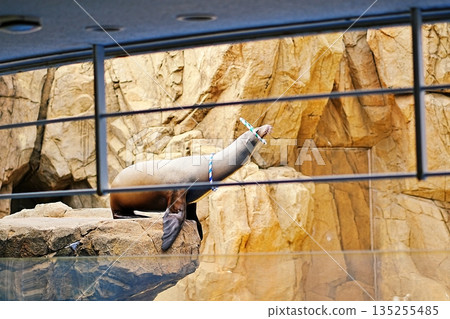Sea lion show 135255485