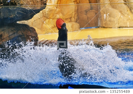 Sea lion show 135255489