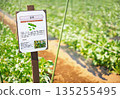 [Material] A simple educational agricultural sign made in Japan that stands in a broad bean field. 135255495
