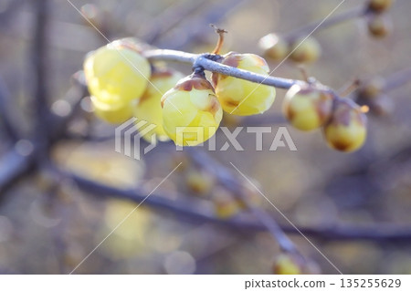 Wintersweet flowers starting to bloom Wintersweet flowers starting to bloom 135255629