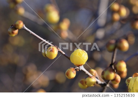 冬青花開始綻放 135255630