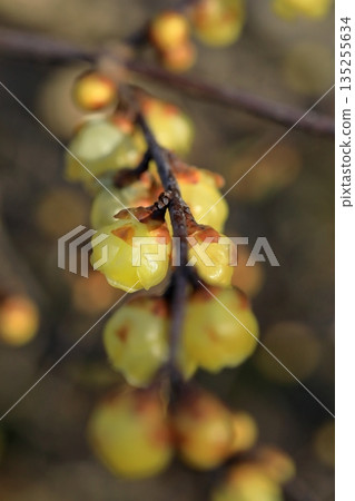 Wintersweet flowers starting to bloom 135255634