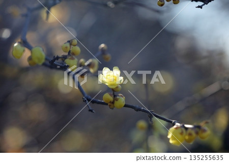 冬青花開始綻放 冬青花開始綻放 135255635