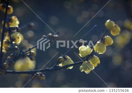 冬青花開始綻放 冬青花開始綻放 135255636