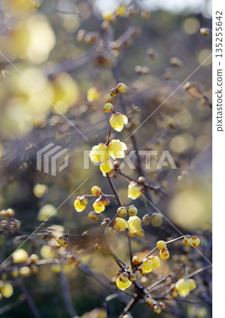 冬青花開始綻放 135255642