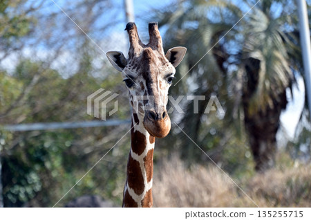 網紋長頸鹿 135255715