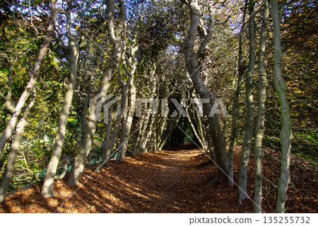Home made fence of branches of twigs and trees Home made fence of branches of twigs and trees 135255732