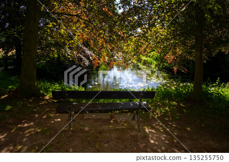 A bench in a park on the Veluwe A bench in a park on the Veluwe 135255750