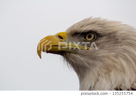 Close-up profile photo of an bald eagle 135255754