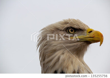 Close-up profile photo of an bald eagle Close-up profile photo of an bald eagle 135255756