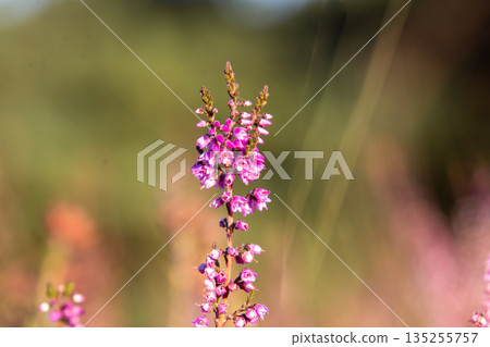 Close-up of heather from low angle view 135255757