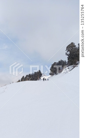 Wide snowy slope with skiers and pine trees 135255764