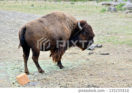 American bison American bison 135255818