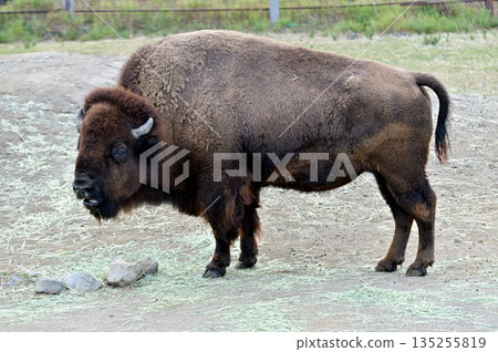 American bison　 135255819