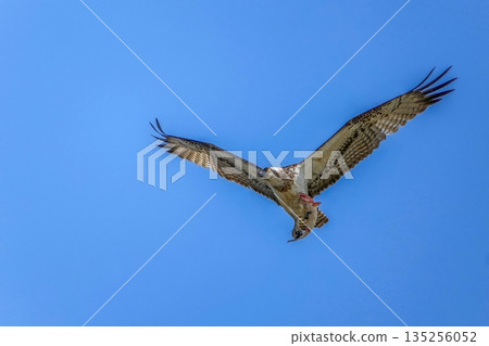 A bird of prey that has successfully hunted A powerful flight of an osprey A predatory scene against the backdrop of a blue sky 135256052