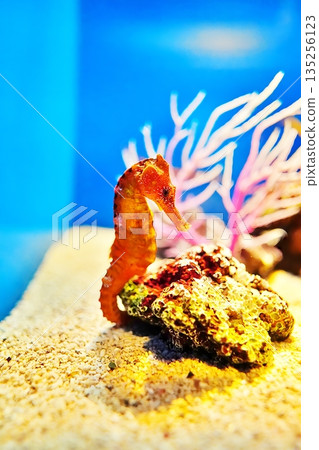 Seahorse 135256123