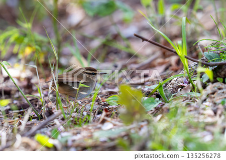 A bush shark descending to the ground and observing its surroundings A bush shark descending to the ground and observing its surroundings 135256278