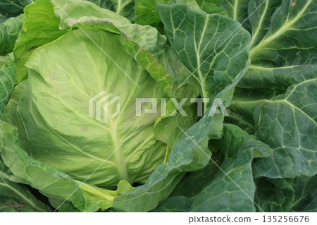 三浦半島春甘藍田 春甘藍 135256676