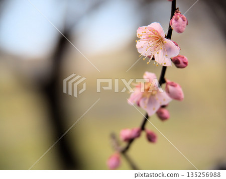 Red plum blossoms "Koutoji" bloom on a sunny January day Red plum blossoms "Koutoji" bloom on a sunny January day 135256988