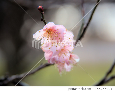 Red plum blossoms "Koutoji" bloom on a sunny January day Red plum blossoms "Koutoji" bloom on a sunny January day 135256994