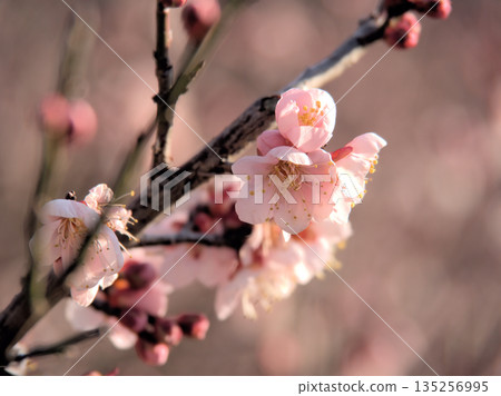 Red plum blossoms "Koutoji" bloom on a sunny January day Red plum blossoms "Koutoji" bloom on a sunny January day 135256995