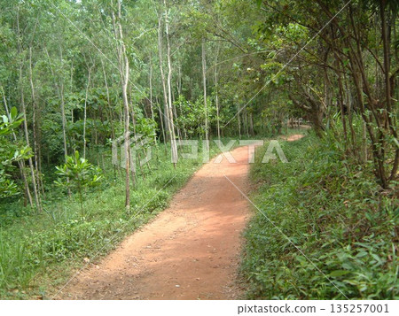 越南米森的廢墟 135257001