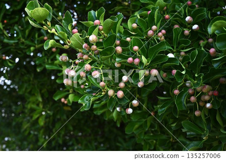 日本衛矛的花和果實 135257006
