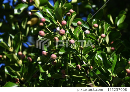 Flowers and fruits of Euonymus japonicus Flowers and fruits of Euonymus japonicus 135257008
