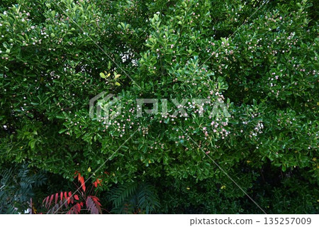 Flowers and fruits of Euonymus japonicus Flowers and fruits of Euonymus japonicus 135257009