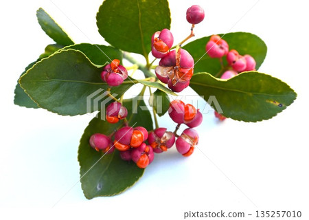 Flowers and fruits of Euonymus japonicus 135257010