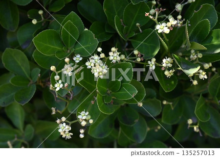Flowers and fruits of Euonymus japonicus Flowers and fruits of Euonymus japonicus 135257013