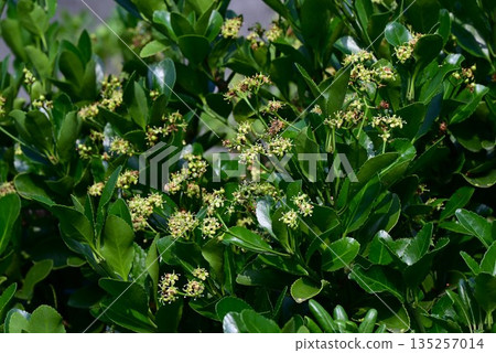 Flowers and fruits of Euonymus japonicus Flowers and fruits of Euonymus japonicus 135257014