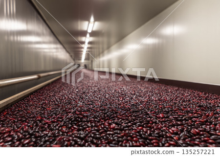 Natural grain distribution center with red beans spread across long conveyor in modern facility clean and organized environment industrial processing 135257221
