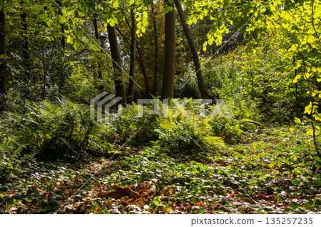 Tree line foothpath with vanishing point 135257235