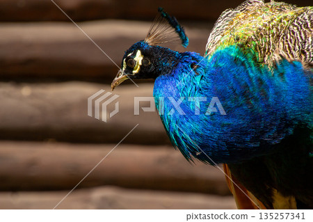 Colorful feathered blue peacock bird 135257341