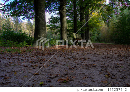 Tree line foothpath with vanishing point Tree line foothpath with vanishing point 135257342