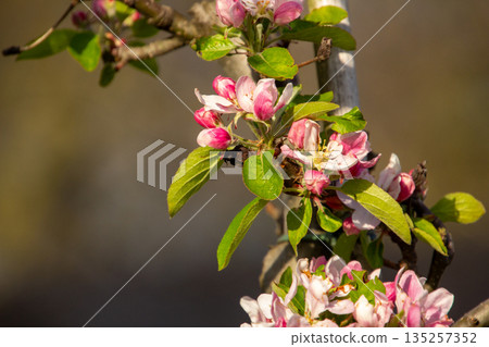 Close-up of blossom on a apple tree in an orchard in the Betuwe. 135257352