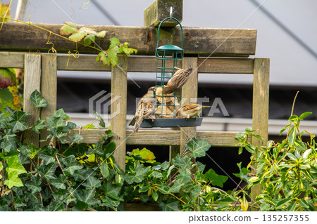 Group of sparrows eating in the garden Group of sparrows eating in the garden 135257355