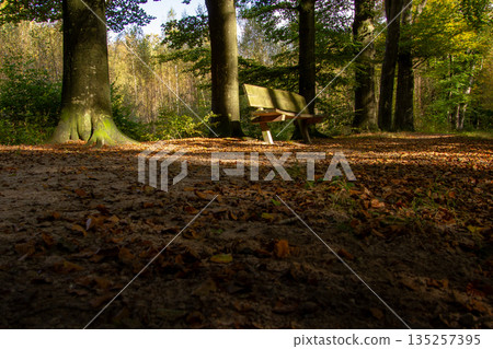 Tree line foothpath with vanishing point Tree line foothpath with vanishing point 135257395