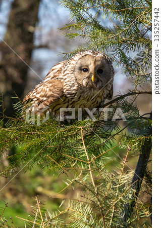Ural owl in a pine tree, concentrade and ready for take-off 135257442