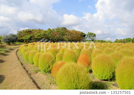 色彩繽紛的櫸樹林 135257501