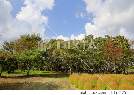 Colorful zelkova forest Colorful zelkova forest 135257503