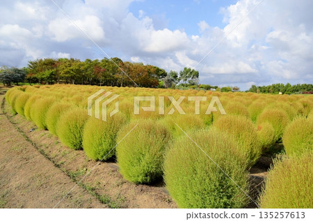 Kochia leaves begin to change color 135257613