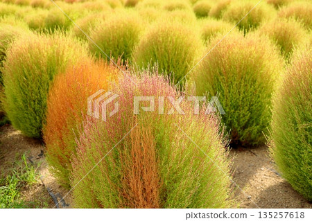 Kochia leaves begin to change color 135257618