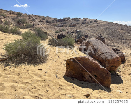 Tree trunk fossils in Makhtesh Gadol Tree trunk fossils in Makhtesh Gadol 135257655