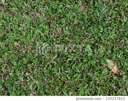 Lush green grass texture covering the ground with natural light, ideal for backgrounds related to nature and outdoor themes. 135257813